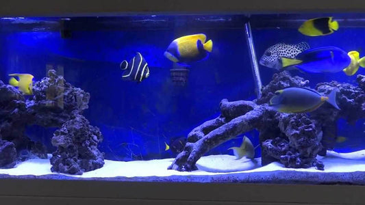 Comment monter un aquarium Fish Only?