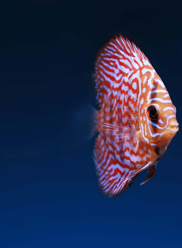 Red fish - Accéssoires coloré - Akua Desing